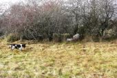 springerspaniel a prasce