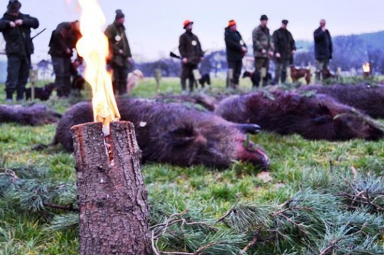 ulovenie diviaka na spoločnej poľovačke 2
