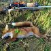 Z lovu lišky - čas malej pomsty