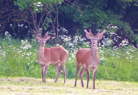 Videolov s vychadzky do reviru .