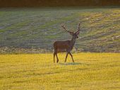 Jelen lesny - Cervus Elaphus