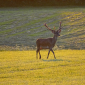 Jelen lesny - Cervus Elaphus
