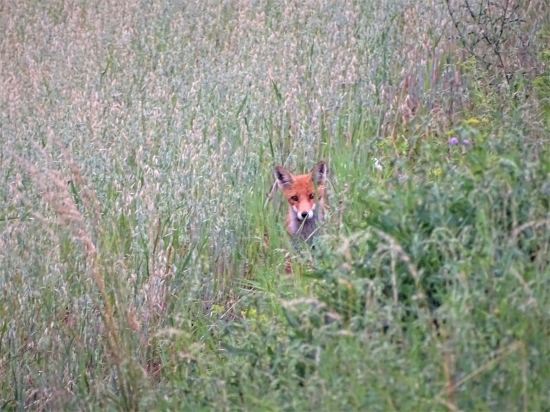 Lov lišok s Weisskirchen - Fox hunt with Weisskirchen