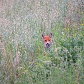 Lov lišok s Weisskirchen - Fox hunt with Weisskirchen