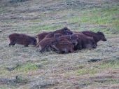 Diviačiky a liška - Wildschweine und Fuchs