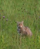 mačka lesná (Felis silvestris/Felis sylvestris)