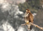 Myšiak lesný (Buteo Buteo)