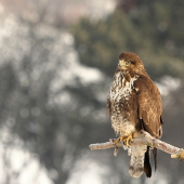Myšiak lesný (Buteo Buteo)