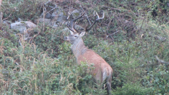 král horskej rúbane