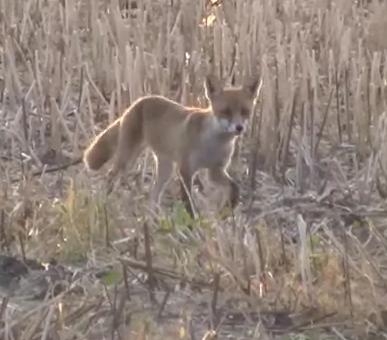 Priťahuje líška nakuknúť