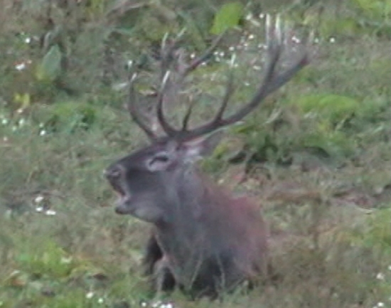 Jelenia svadba - autor Milan Michalovič
