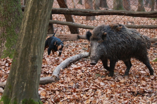 Memoriál Andreja Renča 2018 naj momenty