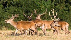 Jeleň lesný (Cervus Elaphus)