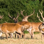 Jeleň lesný (Cervus Elaphus)