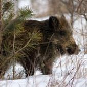 Diviak lesný - Sus scrofa