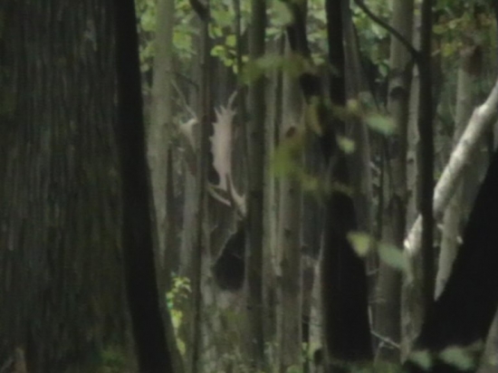 jeden  z hlavných danielov