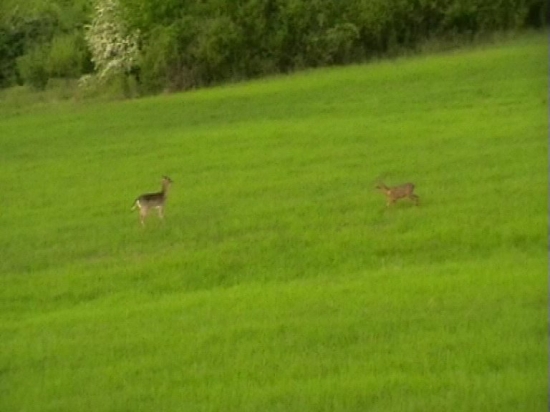 ako danielka so srncami naháňačku hrala
