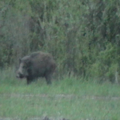 kanček