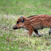 Prasiatka