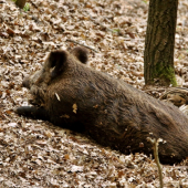 Pohodička