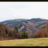 Jelenia ruja 2012