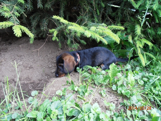 Timi Viva Moravia a diviačia ratička:D   9 týždňov..