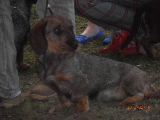 Elza červený hrun  v obore..