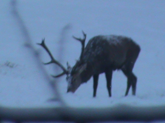 Nadherne rano krasni jeleni