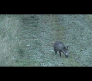 Diviak na pokosenej lucerni