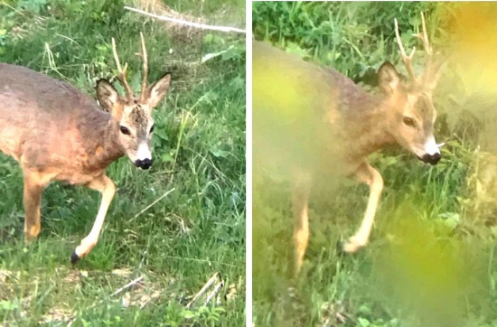Srnček-predvádzal sa