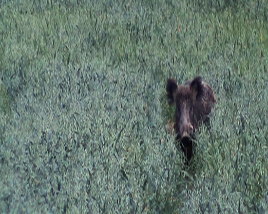 Ako prasa v žite...