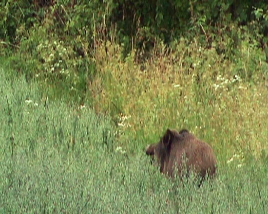 Ako prasa v žite 2 (o týždeň neskôr)