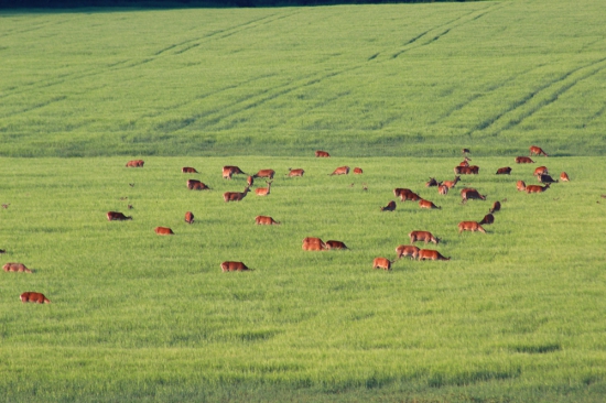 pasieme sa alebo JZD mať radosť asi nebude