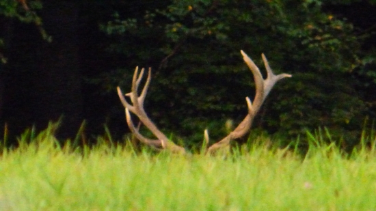 Nadhera nepravidelny šestnasť torak