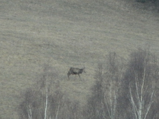 Pozor ide jelení vlak
