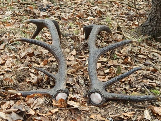 Pekný par dvanástoráka.