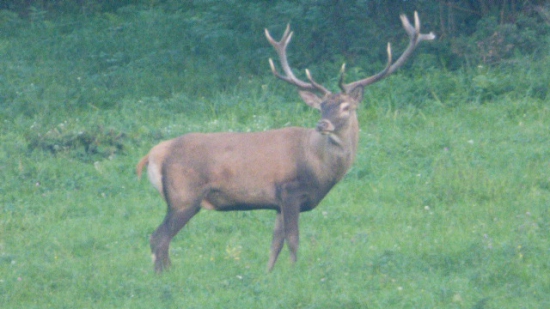 Hlavny jelen