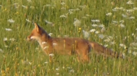 junior-juniorka na prechádzke