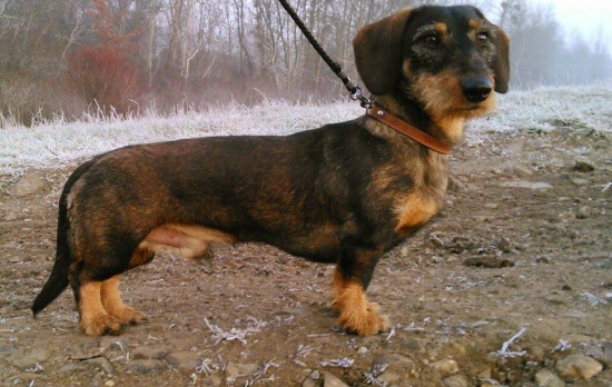 7 mesacny jazvecik v obore