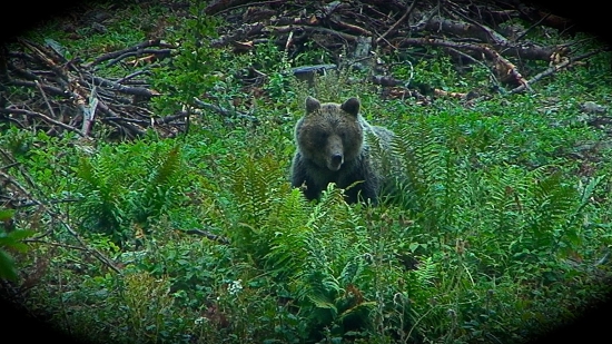 Medvede na černiciach