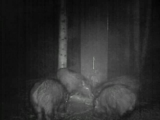 Diviaky na krmovisku 2