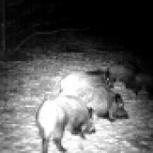 diviaky.5.