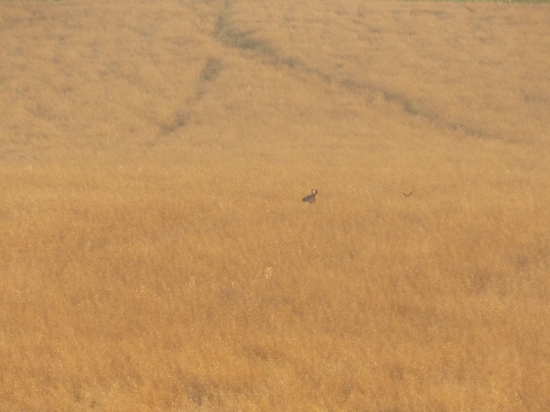 Laň s jelienčaťom