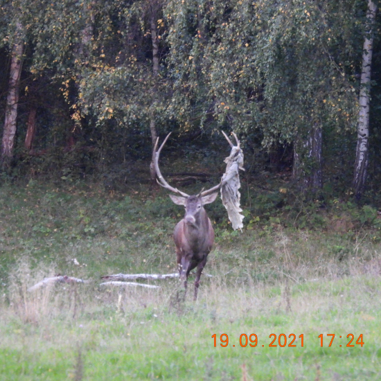 krásavec s korunkou