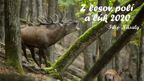 Z lesov, polí a lúk / Wildlife in Slovakia (2020) - Filip Násaly 4K