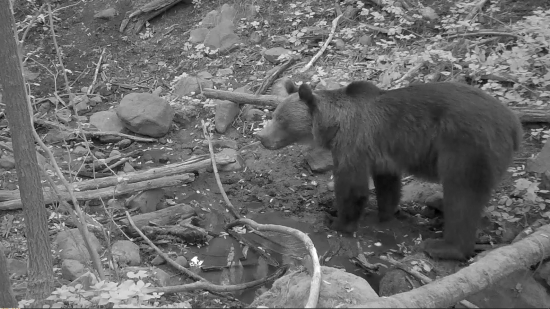 Voda nad zlato (Zostrih z fotopasce)