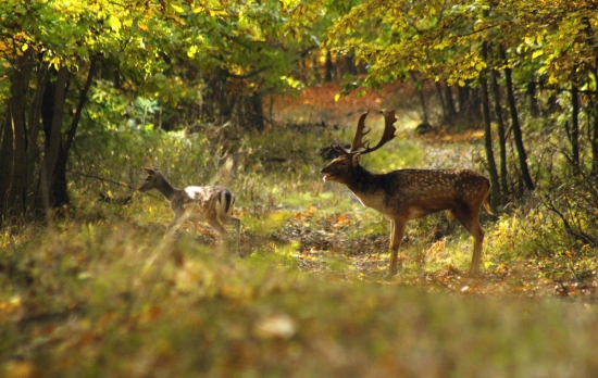 Jesenná idylka medzi danielmi ..