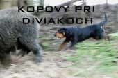 Kopovy v obore