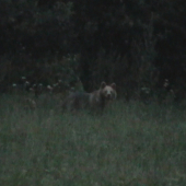 konecne URSUS