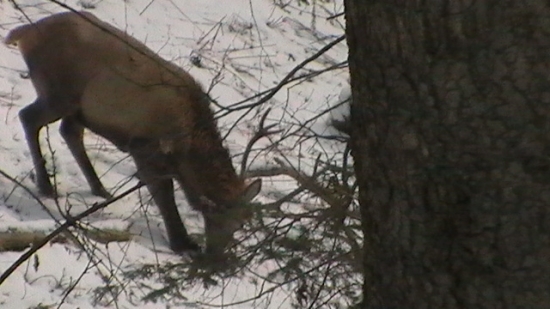 Jeleň a zhod - pekný zážitok.